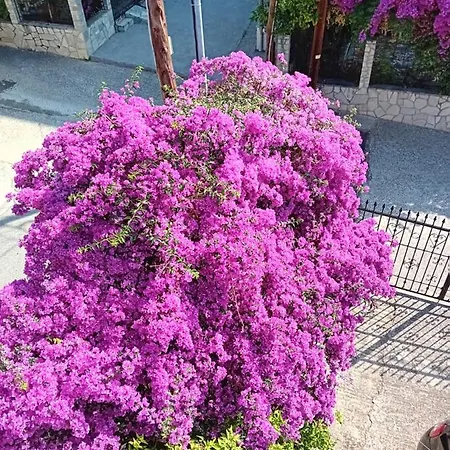 La Mira House Aparthotel 3*