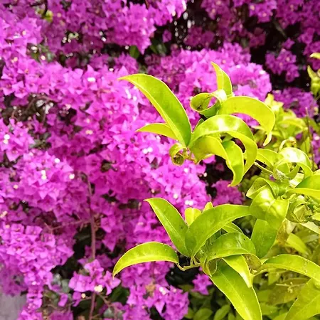 아파트호텔 La Mira House