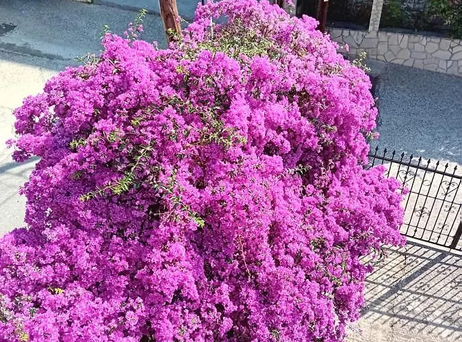 La Mira House Apartahotel 3*