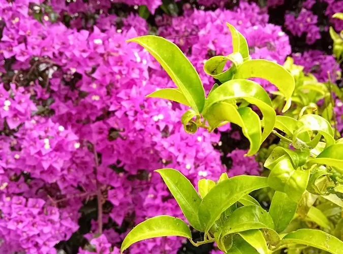 Apartahotel La Mira House